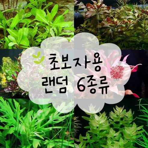 Read more about the article 초보자도 쉽게 키울 수 있는 최고의 수초 세트 추천: 실제 후기 포함