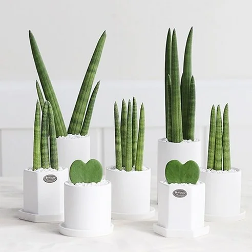 Read more about the article 후회 없는 공기정화식물 5종 리뷰와 비교 가이드