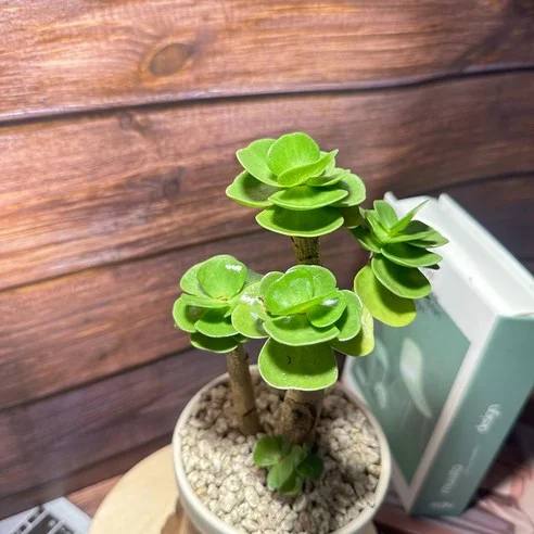 Read more about the article 후회 없는 선택! 인기 다육식물 세트 찐후기