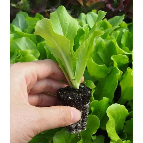 Read more about the article 상추 모종 추천 가이드: 최고의 선택을 위한 울트라 비교 후기!