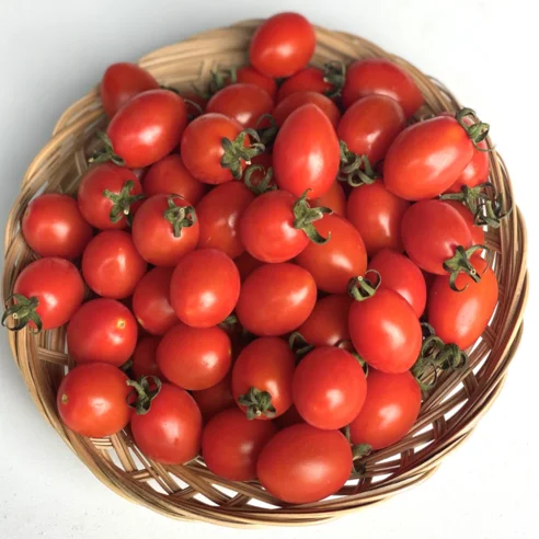 Read more about the article 진짜 대박난 대추 방울토마토 추천 제품 리뷰