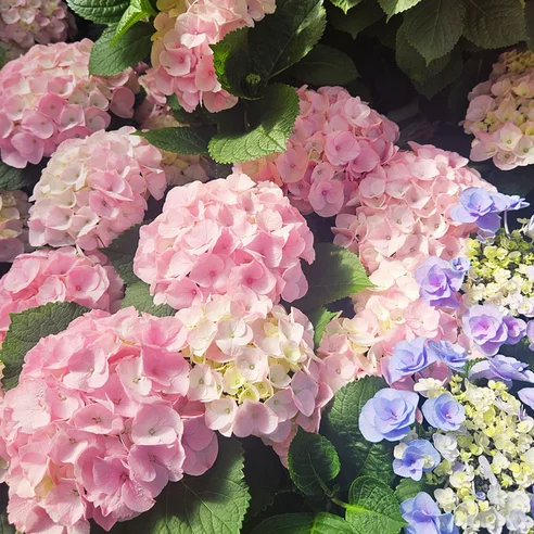 Read more about the article 진짜 대박난 수국 제품 5선! 찐후기와 추천 리스트