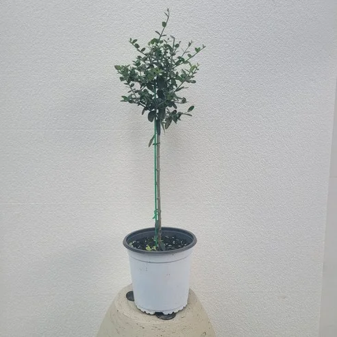 Read more about the article 최고의 올리브나무 추천 리스트: 전문가들이 추천하는 제품 리뷰!